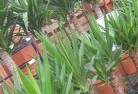 Mooraboolplant-nursery-10.jpg; ?>