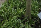 Mooraboolplant-nursery-23.jpg; ?>
