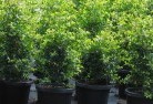Mooraboolplant-nursery-24.jpg; ?>